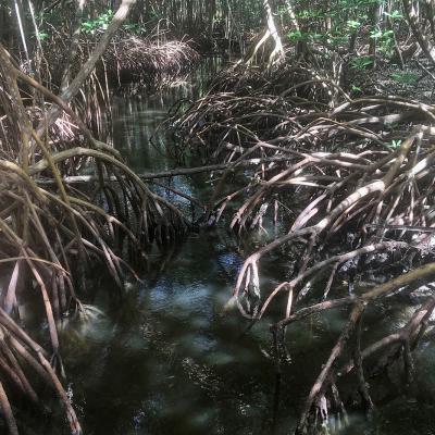Mangrove à Bocas del Drago au Panama